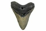 Fossil Megalodon Tooth - North Carolina #379224-1